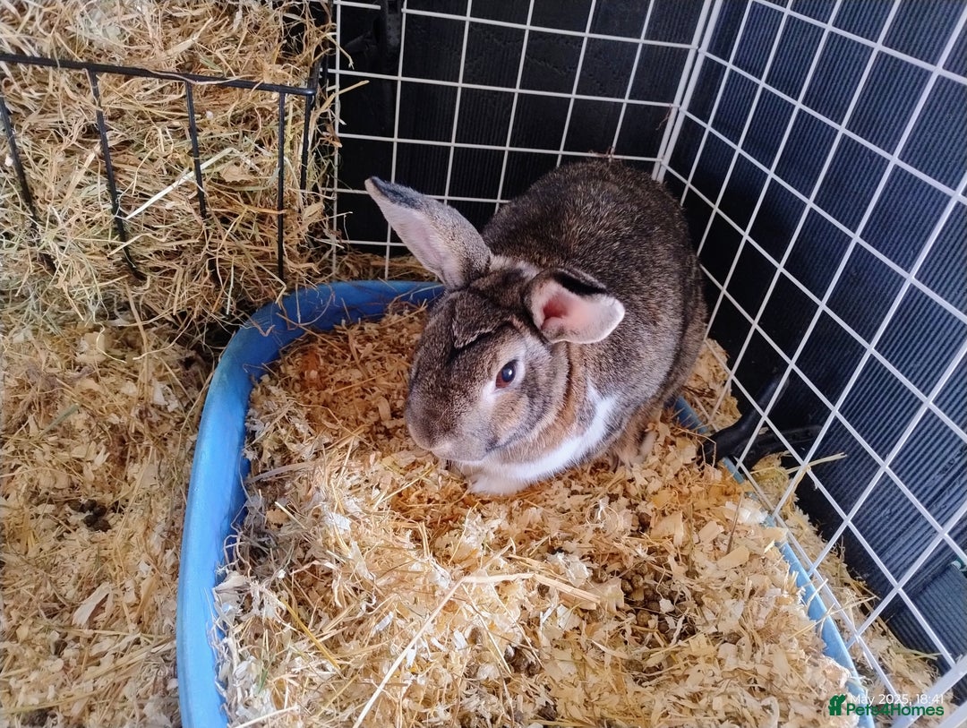 English rabbits for sale: Bonded MF bunnies - Image 6