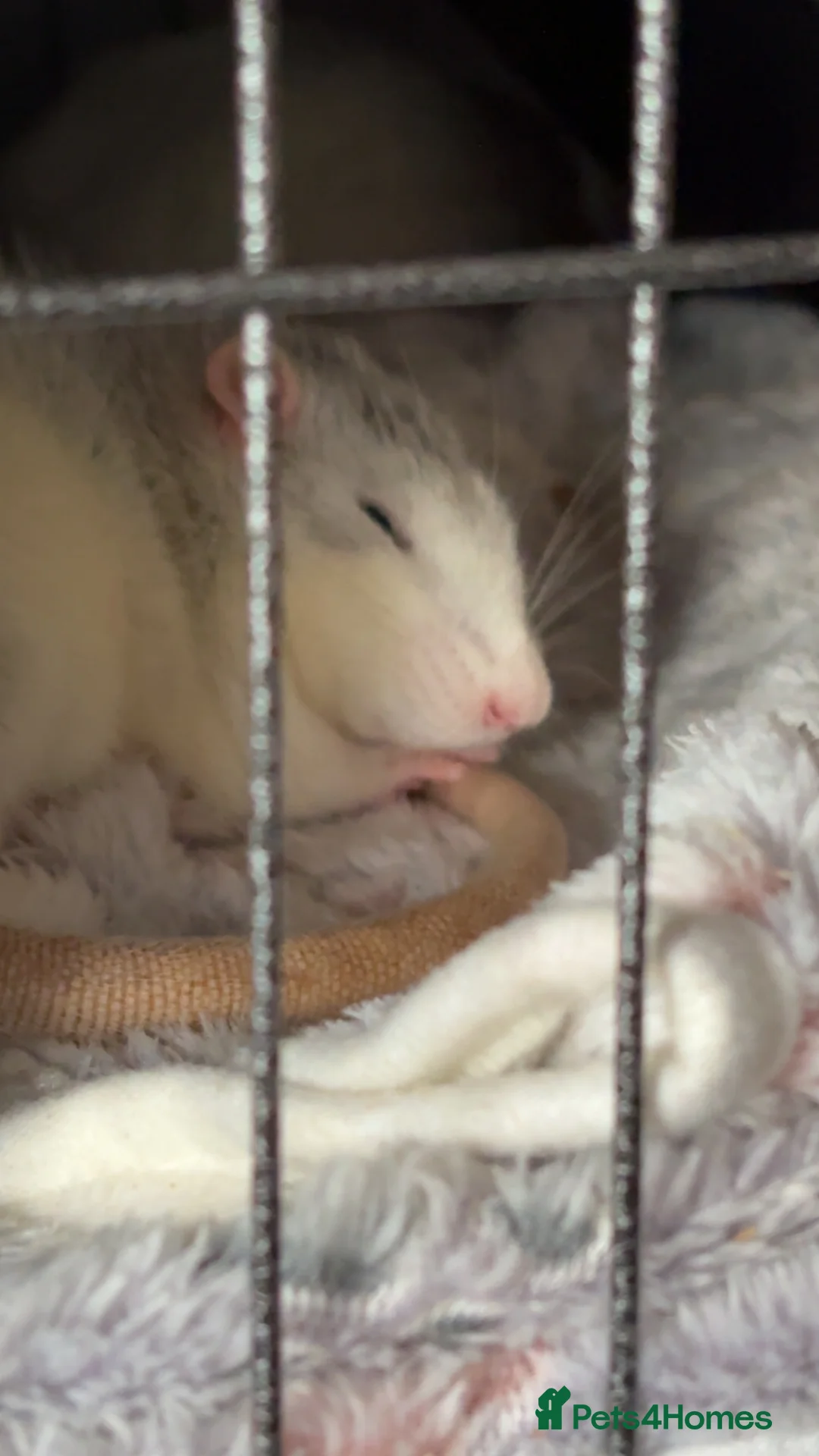 Rat rodents for sale: Young male rats and cage for sale - Advert 3