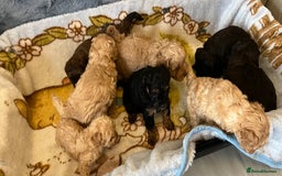 Shihpoo dogs for sale: beautiful shihpoo litter - Image 21
