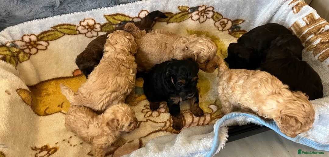 Shihpoo dogs for sale: beautiful shihpoo litter - Image 21