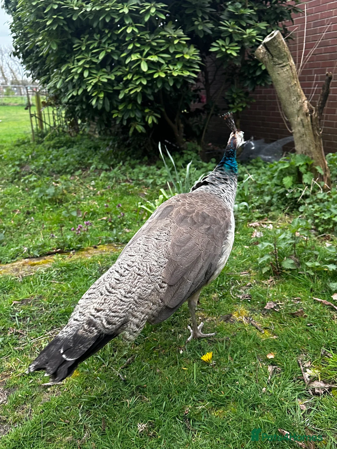 Peafowl poultry for sale: Beautiful 1 year old peahen for sale  in Whitchurch - Advert 3