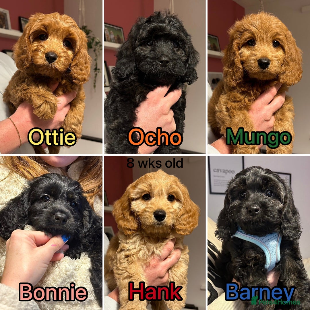 Cavapoo dogs for sale: Extensively Health Tested Cavapoo Pups - List Open - Advert 9