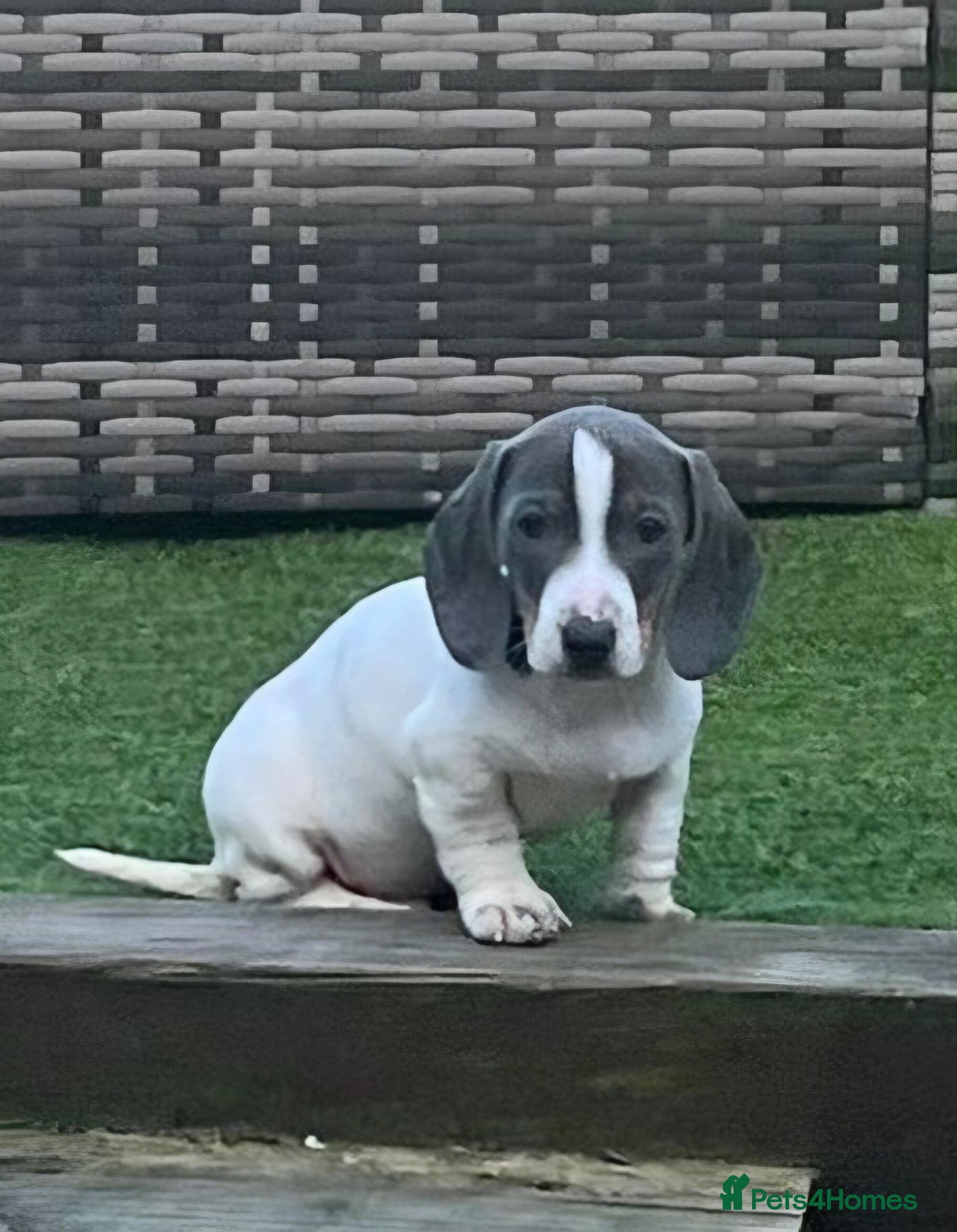 Miniature Dachshund dogs READY NOW MINIATURE DACHSHUNDS  - Advert 3