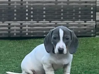 Miniature Dachshund dogs READY NOW MINIATURE DACHSHUNDS - Advert 3