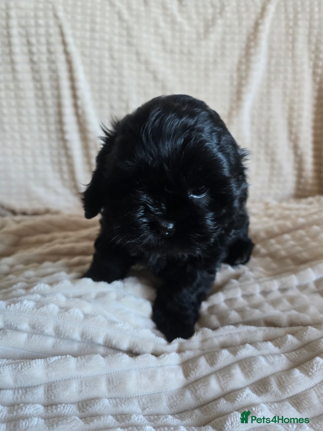 Shihpoo dogs for sale: 5 beautiful Shihpoo puppies - Advert 27