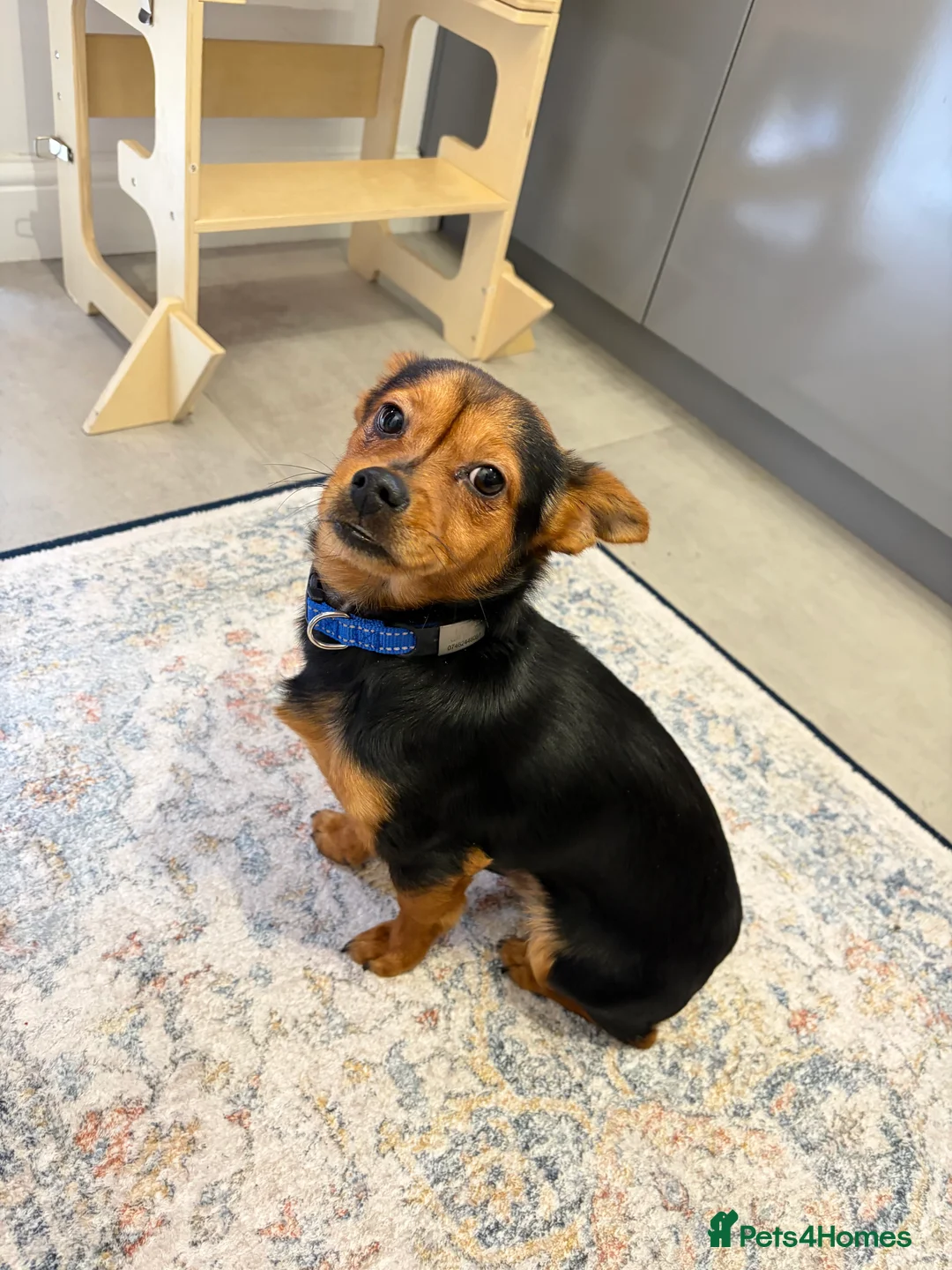 Yorkshire Terrier dogs for sale: Mini terrier - Advert 2