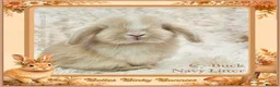 Mini Lop rabbits for sale: 🌻 Baby Mini Lops 🌻 Reserve Now 🌻 Ready 4th Oct - Advert 8
