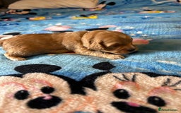 Cockapoo dogs for sale: Gorgeous Cockapoo puppy’s   - Image 5