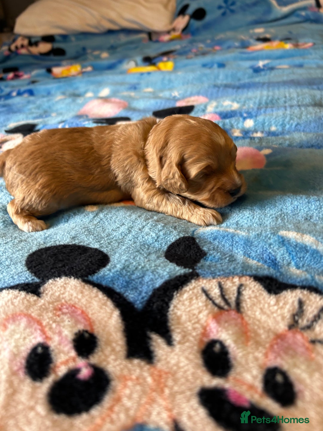 Cockapoo dogs for sale: Gorgeous Cockapoo puppy’s   - Image 5