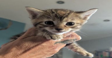 Mixed Breed cats - Advert 8