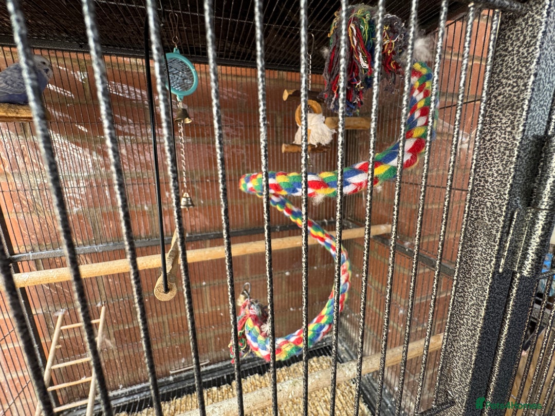 Budgerigars birds for sale: Budgie - Image 7