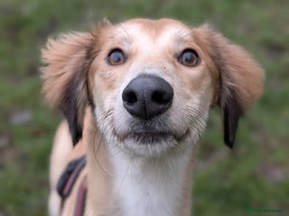 Saluki dogs Falkor - Advert 6