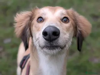 Saluki dogs Falkor - Advert 17