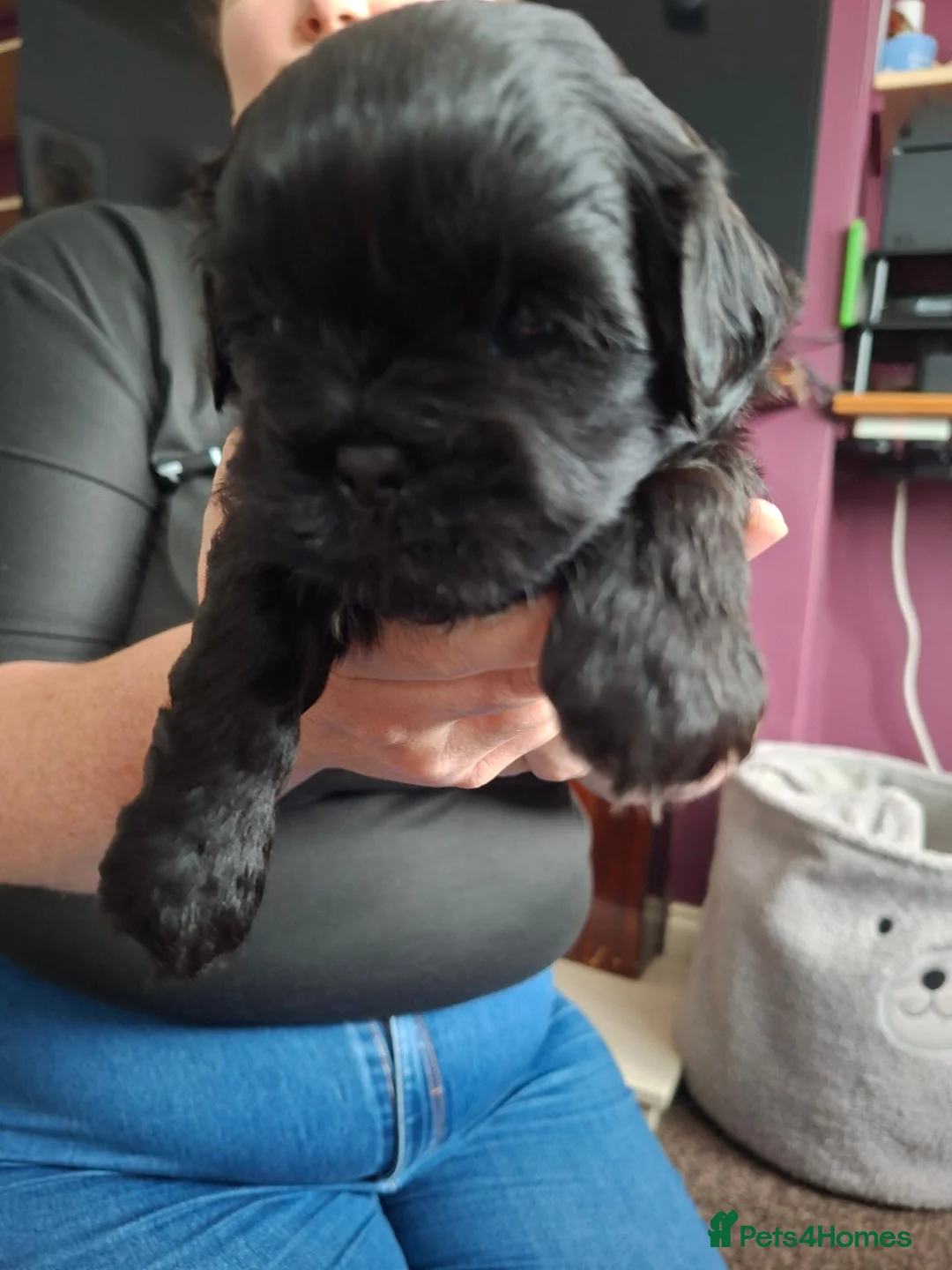 Shih Tzu dogs for sale: 2 shih-tzu puppies Male - Advert 2