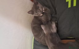British Shorthair cats for sale: 3 beautiful kittens for sale  - Image 4