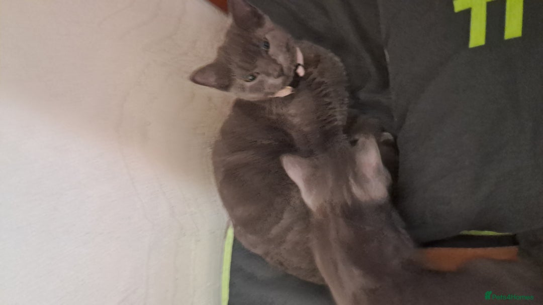 British Shorthair cats for sale: 3 beautiful kittens for sale  - Image 4