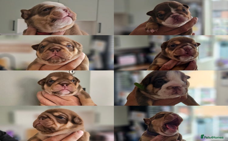 English Bulldog dogs - Advert 6