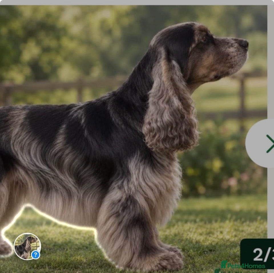 Cocker Spaniel dogs Show type cocker spaniels  - Advert 2