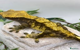 Gecko reptiles for sale: Dark based male harlequin - Image 5