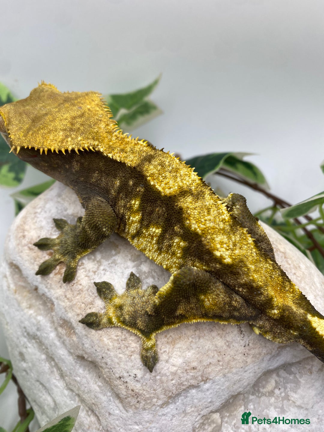 Gecko reptiles for sale: Dark based male harlequin - Image 5