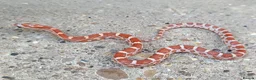 Corn Snake reptiles for sale: 2026 Corn Snake Hatchlings  - Advert 6