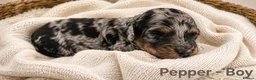 Cockapoo dogs for sale: 5 Rare Beautiful F1BB Toy Cockapoo Puppies!!  - Advert 1