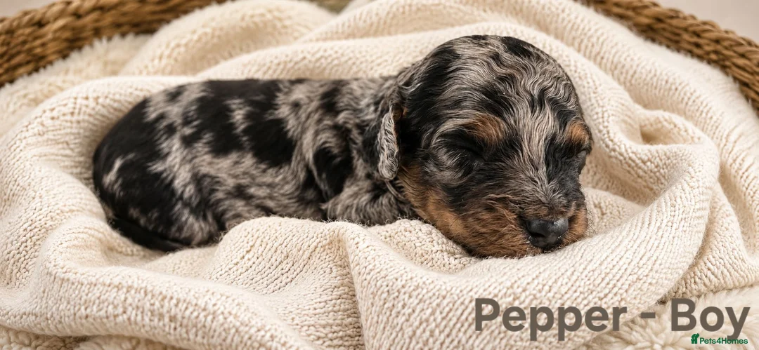 Cockapoo dogs for sale: 5 Rare Beautiful F1BB Toy Cockapoo Puppies!!  - Advert 1