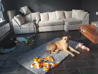 Mixed Breed dogs 2 girls ready to leave - Advert 10