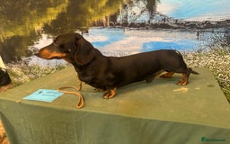 Miniature Dachshund dogs for sale: Black & Tan Crufts Qualified boy for sale  - Image 3