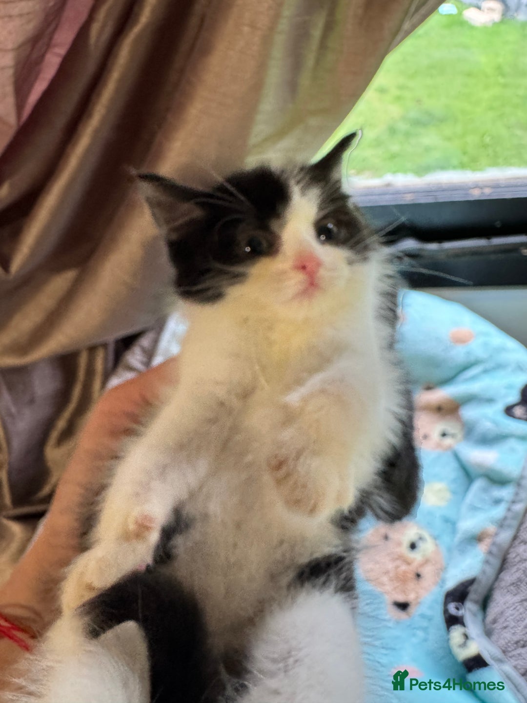 Mixed Breed cats for sale: Mixed breed two kittens  - Image 5