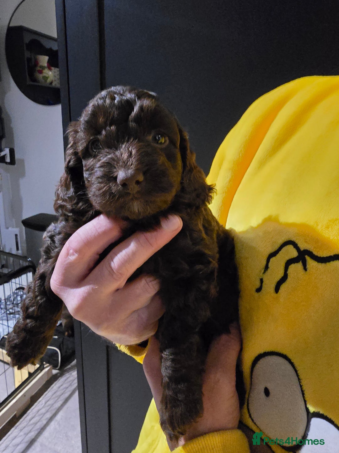 Cockapoo dogs for sale: F1 cockapoo puppies - extensive health tests - Advert 26