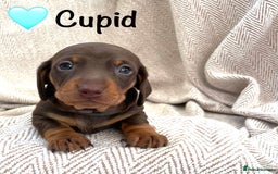 Miniature Dachshund dogs for sale: 8 MINIATURE DACHSHUNDS - Advert 27