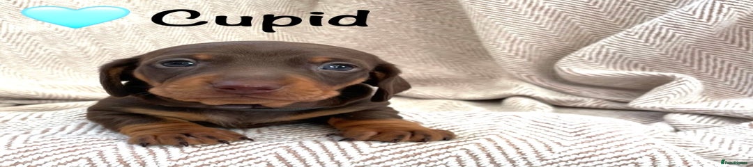 Miniature Dachshund Puppy 3 - Cupid