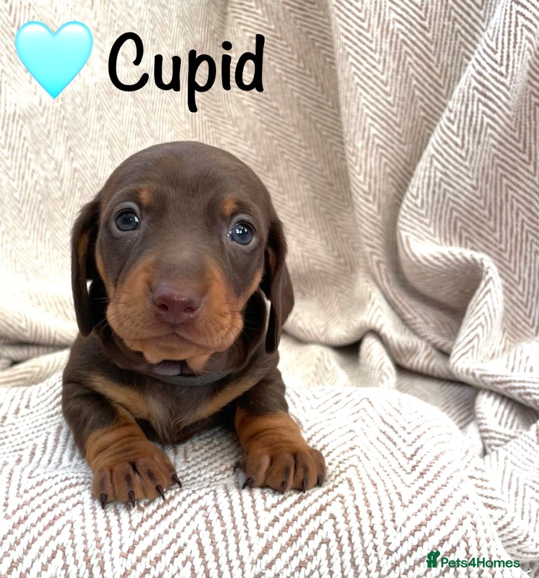 Miniature Dachshund dogs for sale: 8 MINIATURE DACHSHUNDS - Advert 27