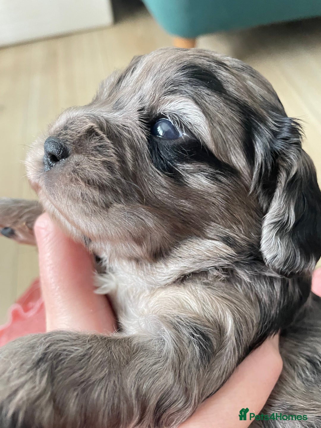 Cavapoo dogs for sale: F1 cavapoos puppies DNA Clear  - Image 2