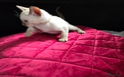 Burmese cats for sale: Chocolate mink Generation Pedigree Tonkinese  - Image 9