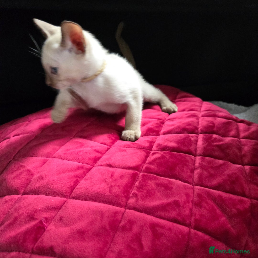 Burmese cats for sale: Chocolate mink Generation Pedigree Tonkinese  - Image 9