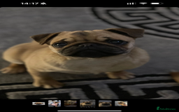Pug dogs for sale: Pug- Paisley - Image 5