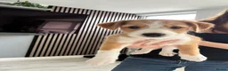 Mixed Breed dogs for sale: Whippet x Jack Russell in Gillingham - Advert 6