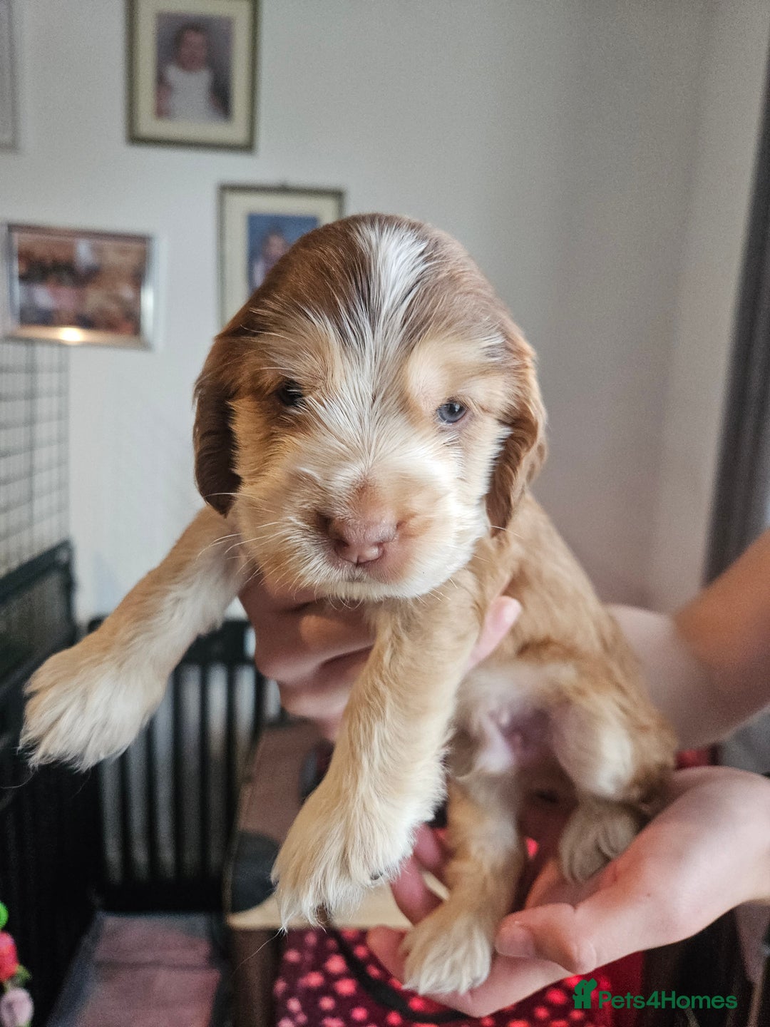Cocker Spaniel dogs for sale: Sable Show Cocker spaniel Puppies ready now - Image 12