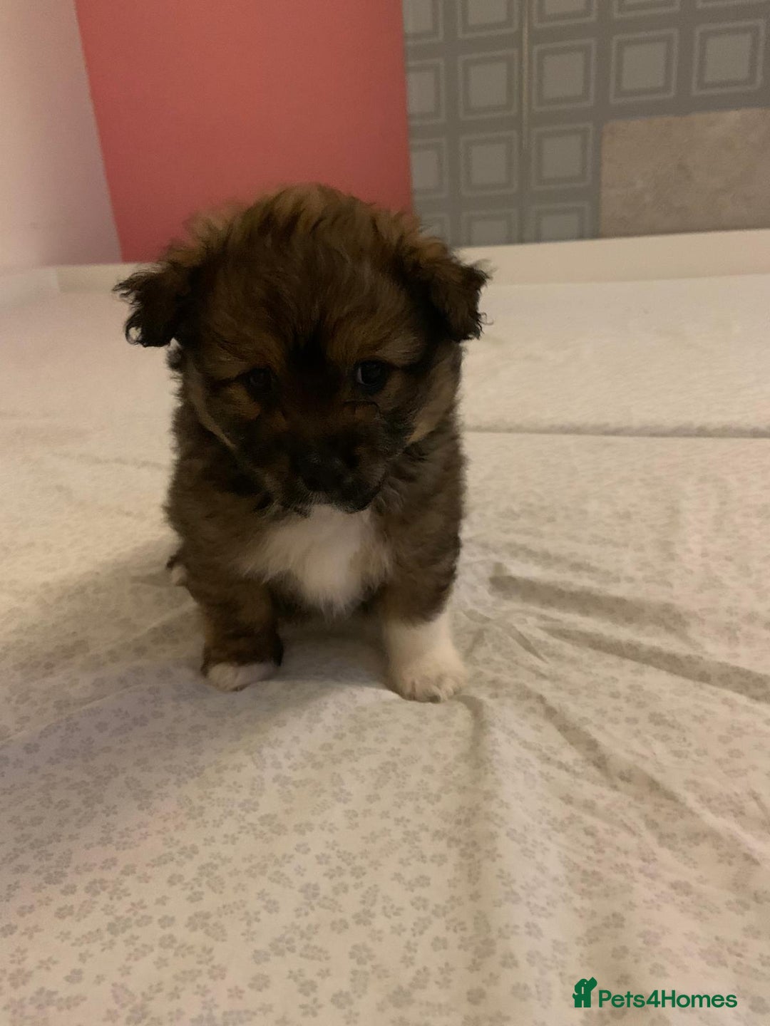 Mixed Breed dogs for sale: Puppy's  - Image 8