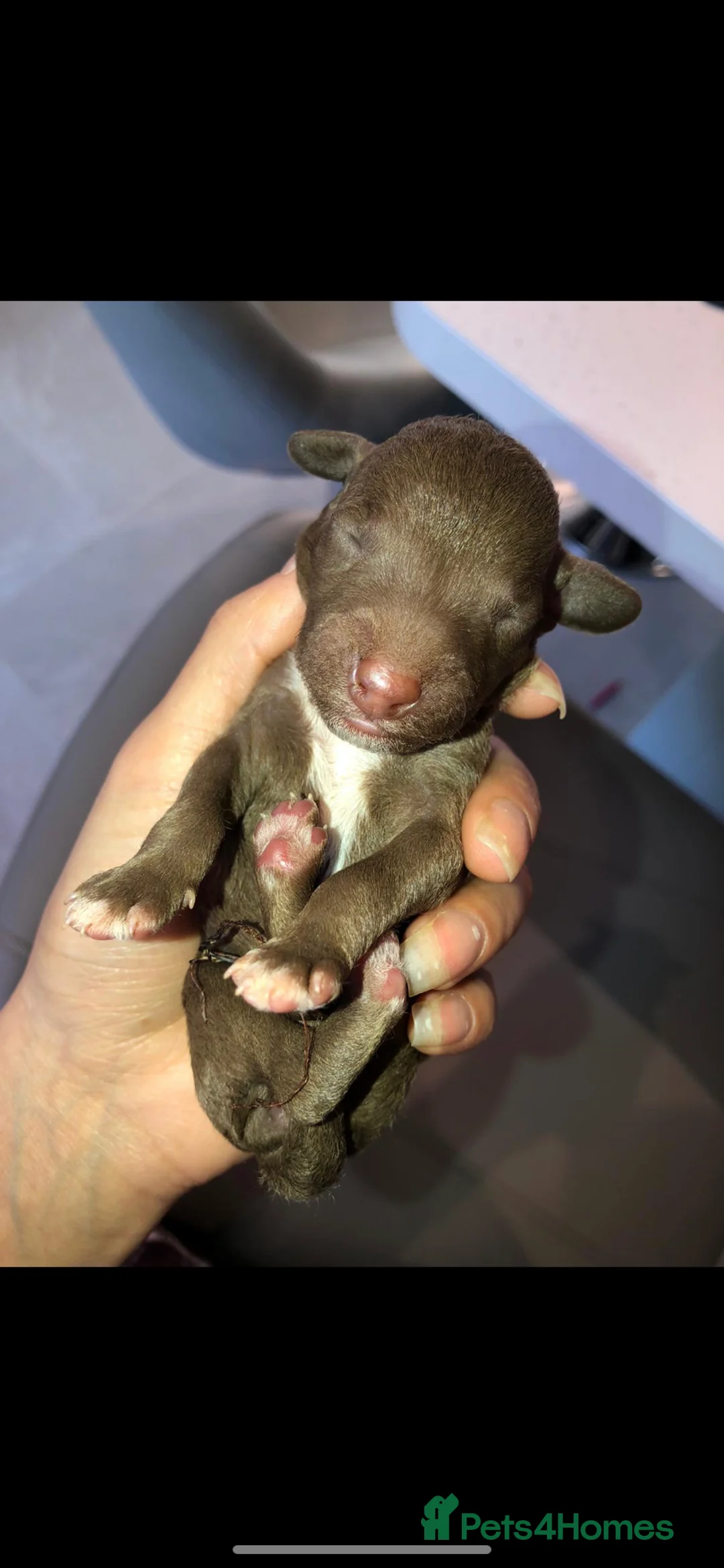 Bedlington Terrier dogs for stud: Bedlingtonterrier for STUD/ARTIFICIAL INSEMINATION - Advert 14