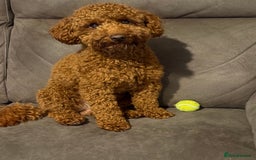 Miniature Poodle dogs for sale: Miniature/toy poodle 1 year old boy (Otis)  - Image 6