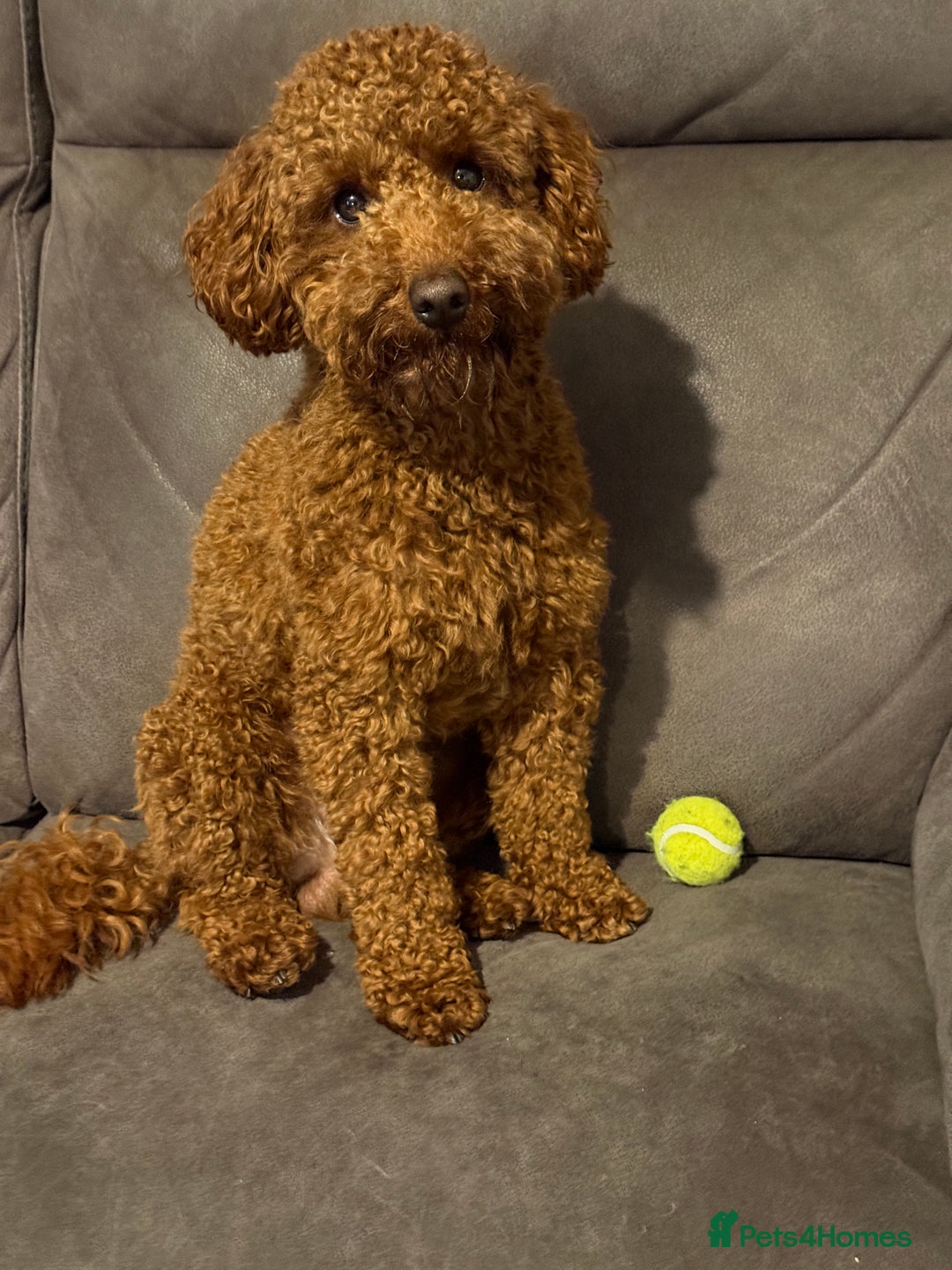 Miniature Poodle dogs for sale: Miniature/toy poodle 1 year old boy (Otis)  - Image 6