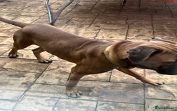 Cane Corso dogs for sale: Cane corso for rehome - Image 9