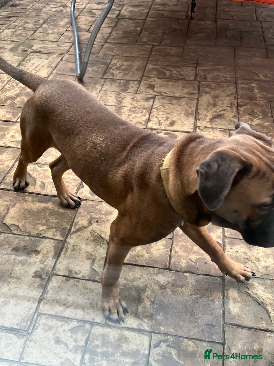 Cane Corso dogs for sale: Cane corso for rehome - Image 9