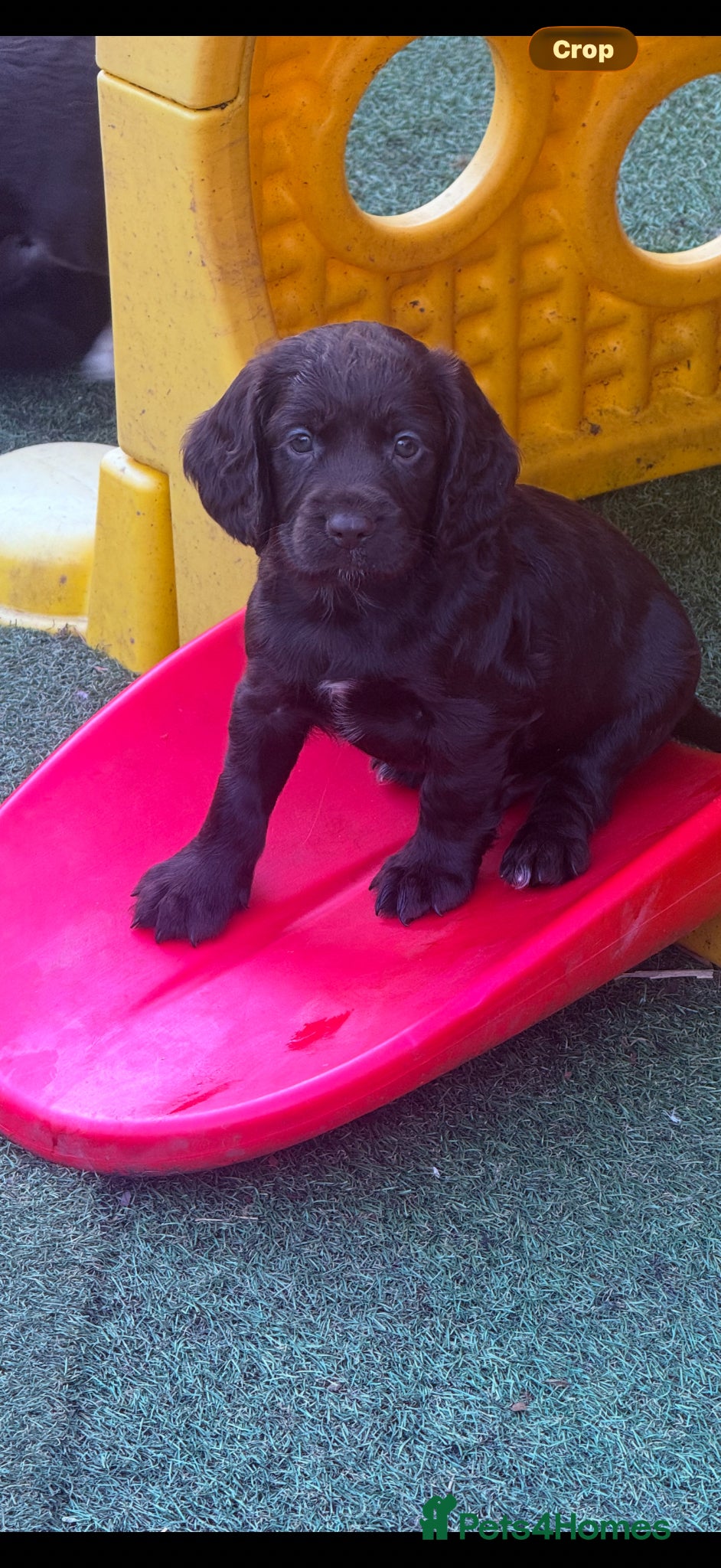 Cocker Spaniel dogs Stunning dna tested cocker spaniels  - Advert 2