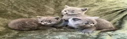 British Shorthair cats for sale: X3 Beautiful Boys available  - Advert 5