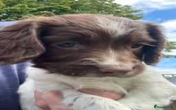 English Springer Spaniel dogs for sale: FTCH sired English Springer Spaniel Puppies - Image 13