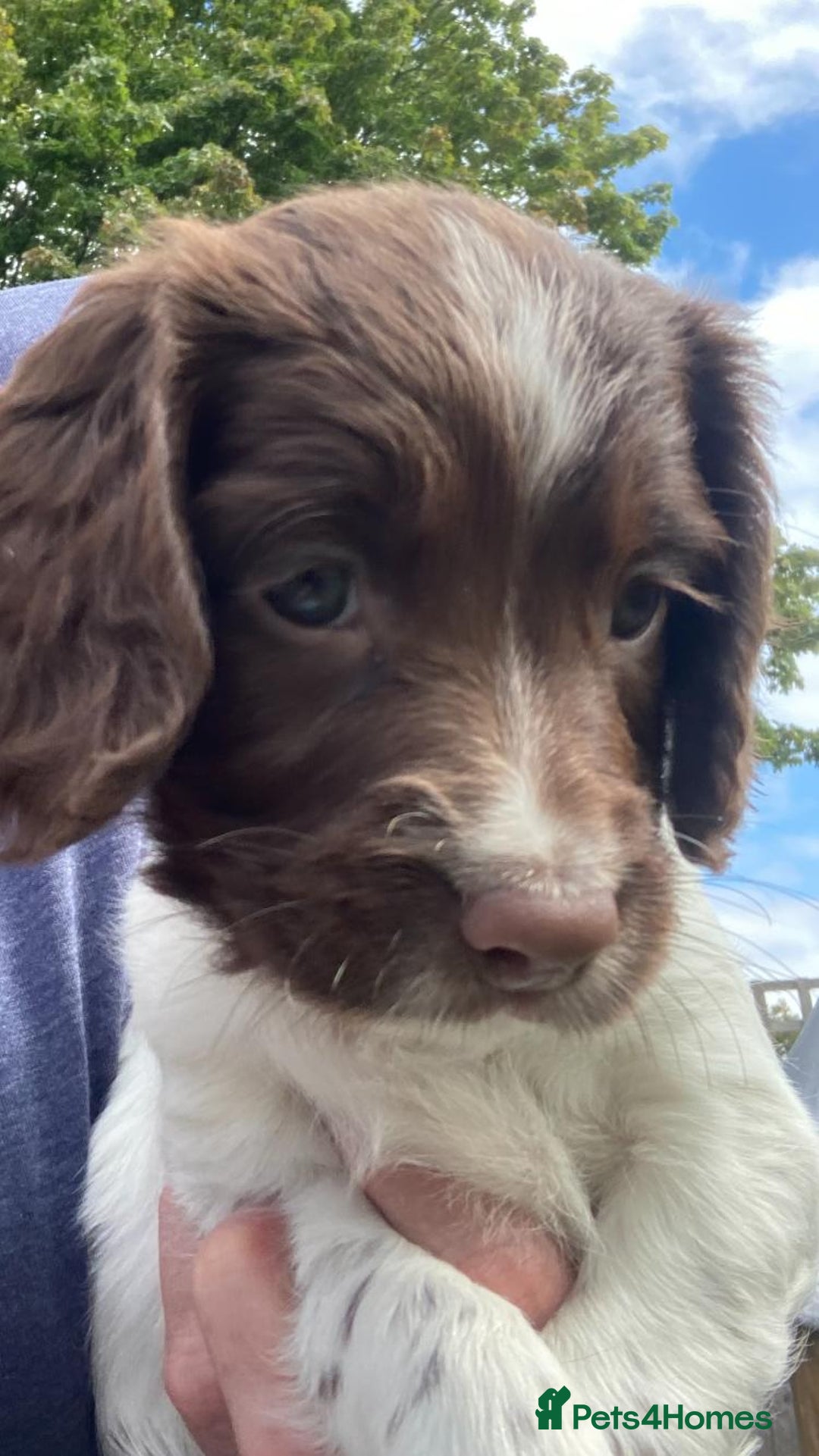 English Springer Spaniel dogs for sale: FTCH sired English Springer Spaniel Puppies - Image 13
